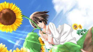 【ADV/PC/生肉】向日葵-H萌Gal